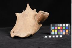 Foto (Seitenansicht) von Trinkgefäß (NHMW-ZOO-MO-0081100-ETH-127)